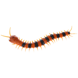 Centipede PNG