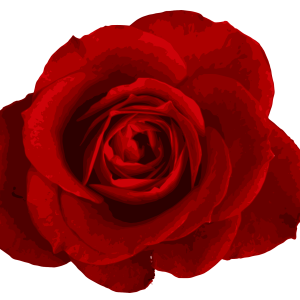 Rose PNG