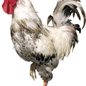 Cock PNG