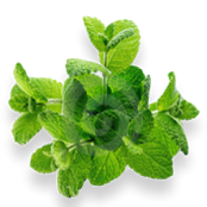 Pepermint PNG
