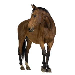 Horse png image