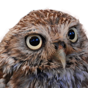 Owl PNG