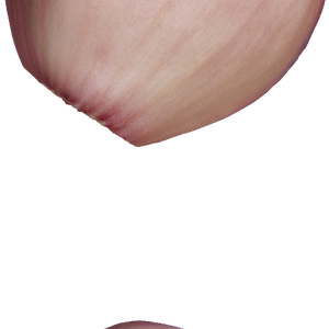 Onion PNG