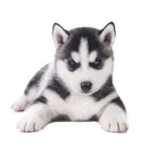 Husky PNG