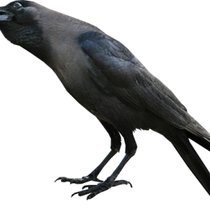 Raven PNG