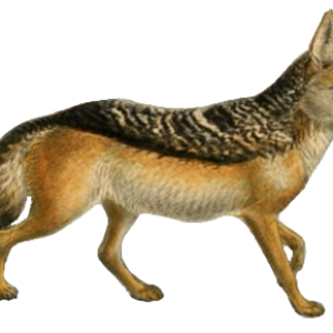 Jackal, coyote PNG