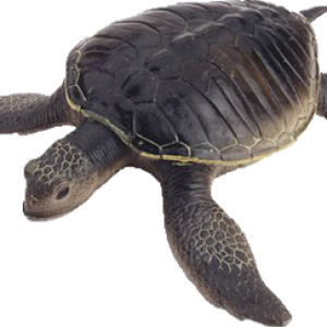 Turtle PNG