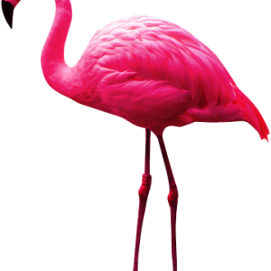 Flamingo PNG
