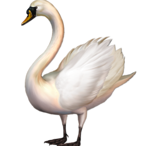 Swan PNG