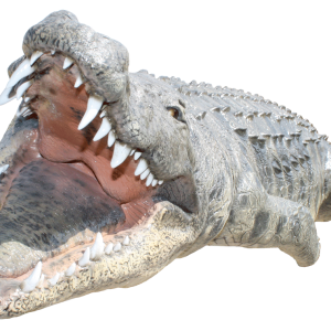 Crocodile PNG