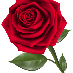 Rose PNG