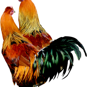 Cock PNG