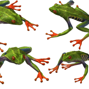 Frog PNG