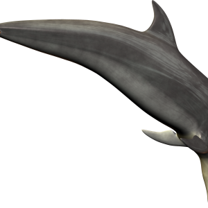 Dolphin PNG image
