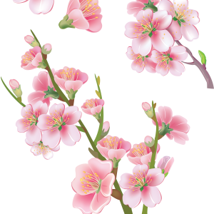 Sakura PNG