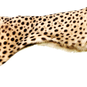 Cheetah PNG