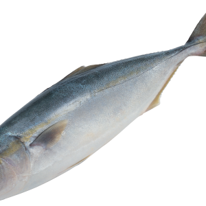 Fish PNG