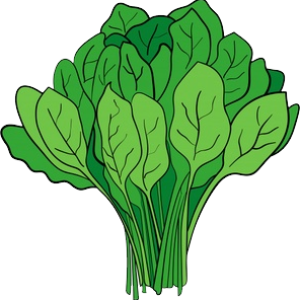 Spinach PNG