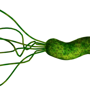 Bacteria PNG