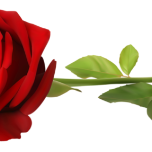 Rose PNG