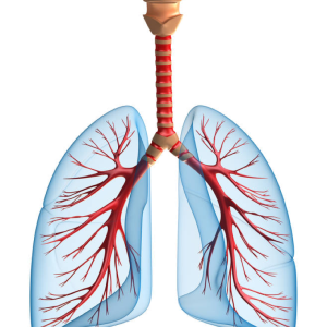 Lungs PNG