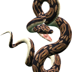 Snake PNG image picture download free