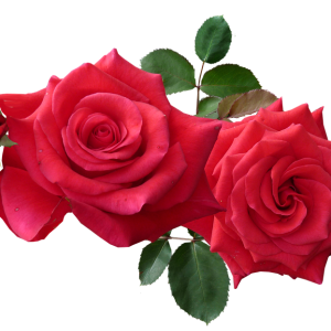 Rose PNG