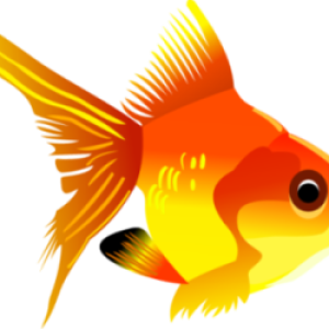 Goldfish PNG