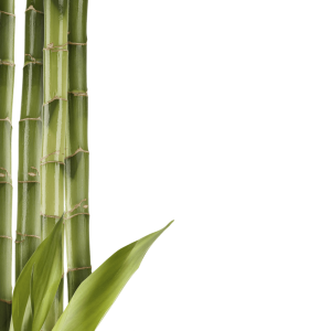 Bamboo PNG