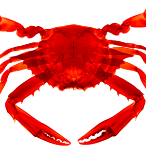 Crab PNG