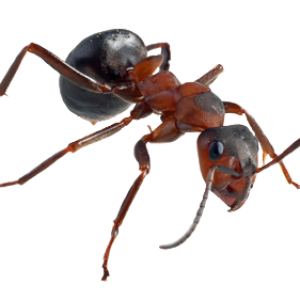 ant PNG