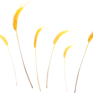 Wheat PNG