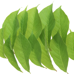 Green leaf PNG