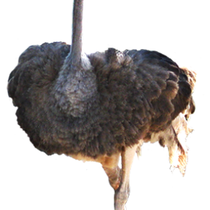 Ostrich PNG