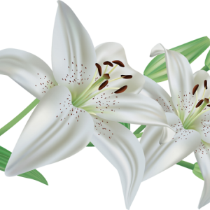 Lilium PNG