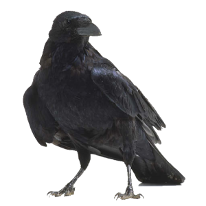 Raven PNG
