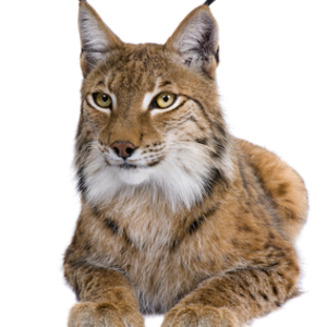 Lynx PNG