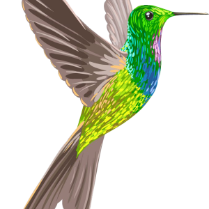 Hummingbird PNG