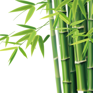 Bamboo PNG