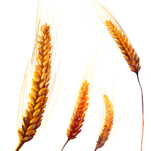 Wheat PNG
