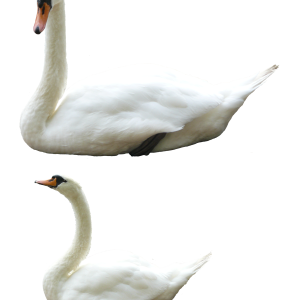 Swan PNG