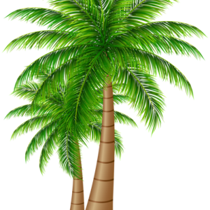 Palm tree PNG