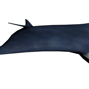 Stingray PNG