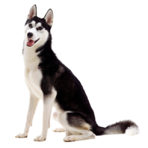 Husky PNG