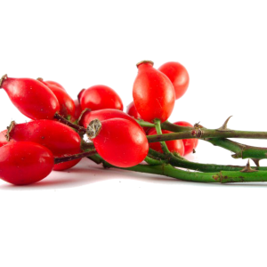 Rose hip PNG