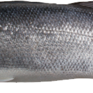 fish PNG image