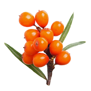 Sea buckthorn PNG