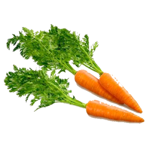 Carrot PNG image