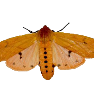Moth PNG
