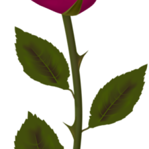 Rose PNG